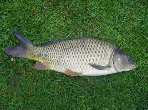 carpa fish|Eurasian carp .